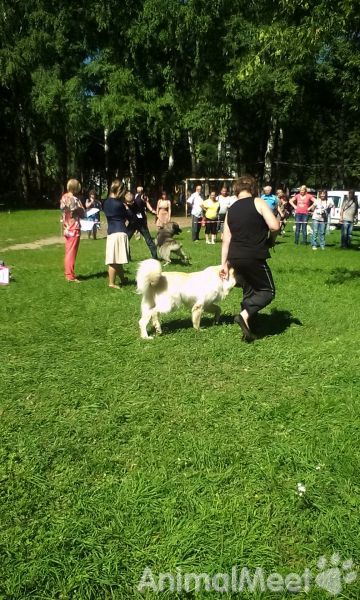 Выставка собак. Нерехта 20.07.2014 г. Фото 13.