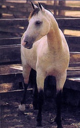 Австралийская пастушья лошадь