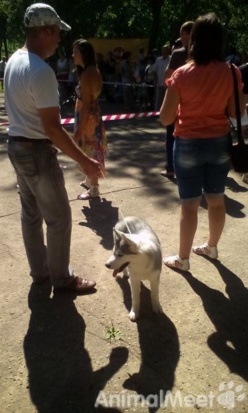 Выставка собак. Нерехта 20.07.2014 г. Фото 53.