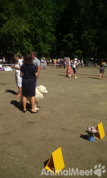 Выставка собак. Нерехта 20.07.2014 г. Фото 41.