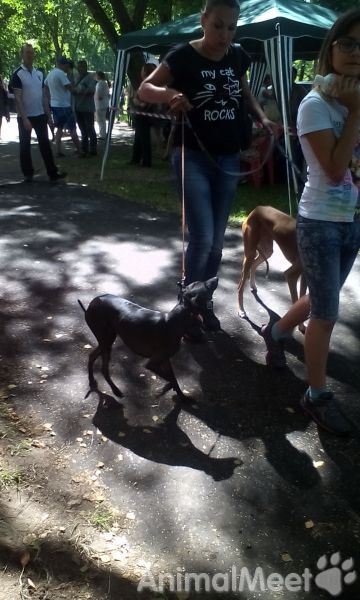 Выставка собак. Нерехта 20.07.2014 г. Фото 75.