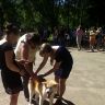 Выставка собак. Нерехта 20.07.2014 г. Фото 2.