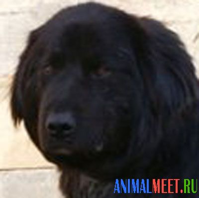 Бурят монгольская собака — Знакомства домашних животных