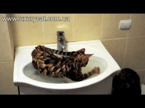 Bengal kitten Tiger is playing in water - Бенгальский котенок купается в воде