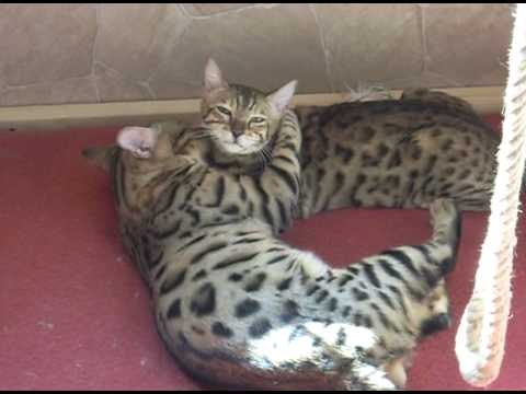 Бенгальские кошки - Bengal Cats - Bride and Groom