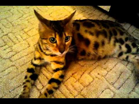 Беременная бенгальская кошка Челси