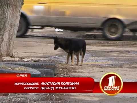 Бездомные собаки: без шанса на жизнь.