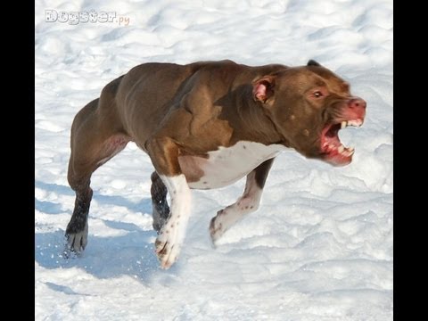 Бойцовские собаки-Часть 7