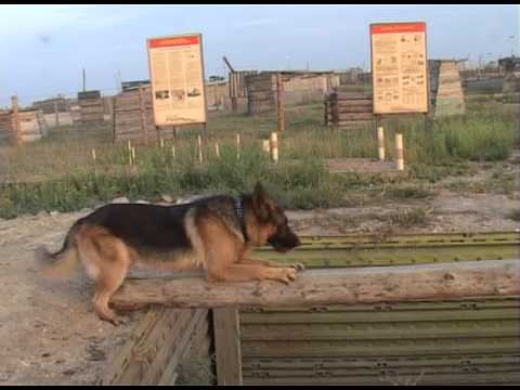 Собаки-миноискатели - Чечня