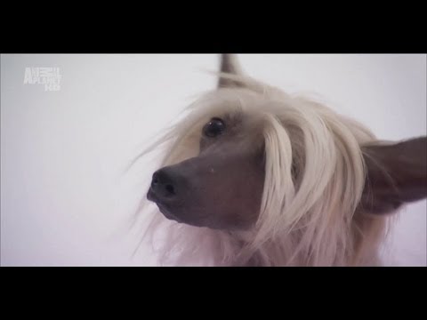 Порода собак - Китайская хохлатая собака