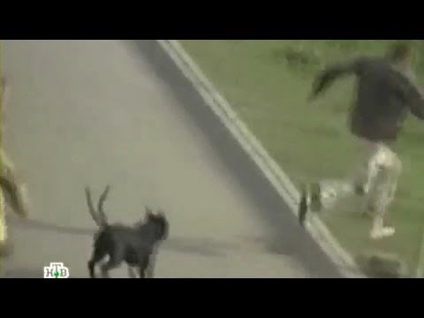 Собака нападает на людей