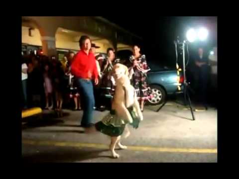 танец собаки