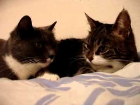 Две кошки болтают)))