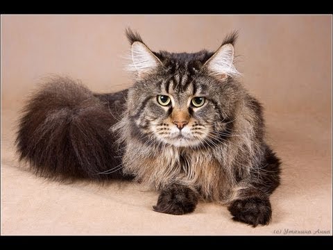 Кошка - Домашняя длинношерстная