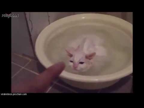 Кошка отказывается выходить из ванной.