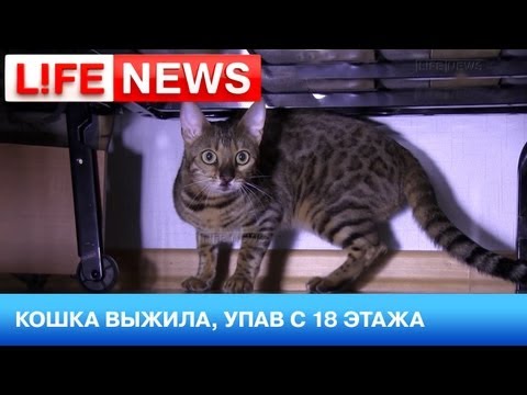 В Москве кошка выжила, упав из окна 18-го этажа