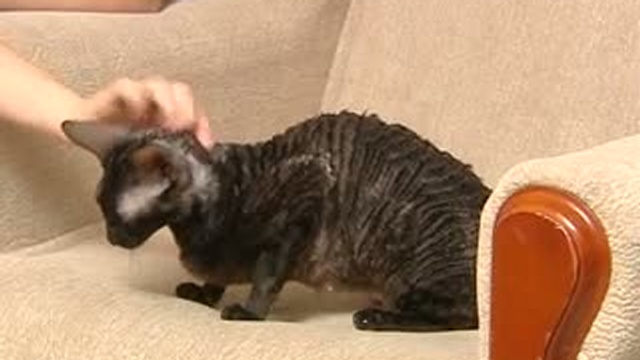 Корниш рекс - кудрявая порода кошек