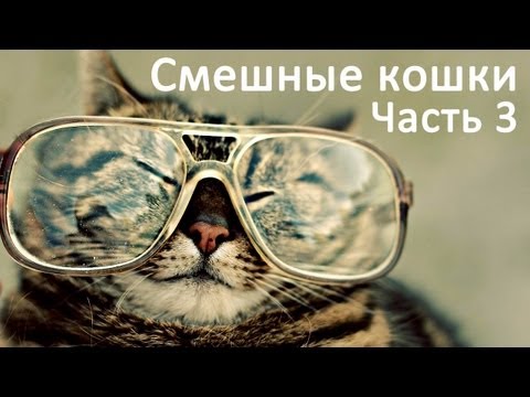 кошки видео