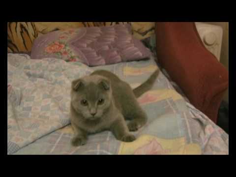 вислоухий смешной кот Scottish Fold