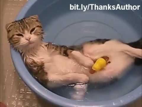Кошки в воде, смешно! Смотреть всем!