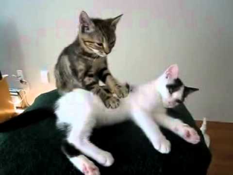 Профессиональный котенок-массажист. Услуги массажа на дому.
