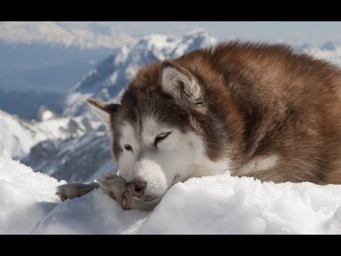 Собаки Хаски