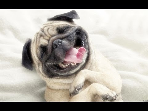Подборка смешных видео роликов с собаками