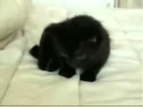 Очередная подборка видео приколов с кошками