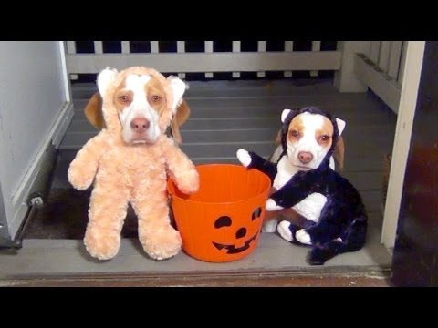 Две собаки примеряют костюмы на Хэллоуин