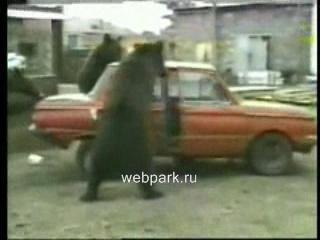 медведи против машин