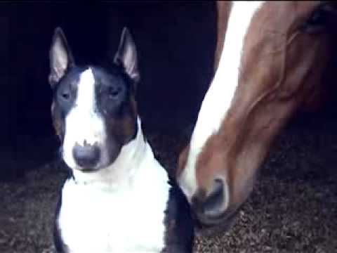 Bullterrier & HORSE Бультерьер и лошадь