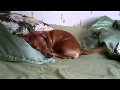 Такса во сне стучит хвостом. Sleeping dachshund tail knocks.