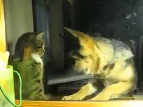Кошка против Собаки