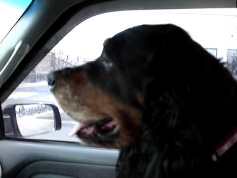 Gordon Setter 2