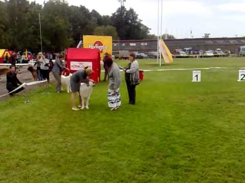 Pyrenees, Dog Show 20/08/2011 Novgorod.mp4