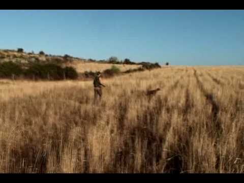 German Shorthaired Pointer. Bird (Quail) Hunting