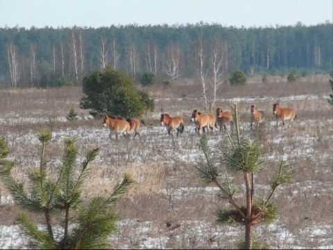 Лошади Пржевальского