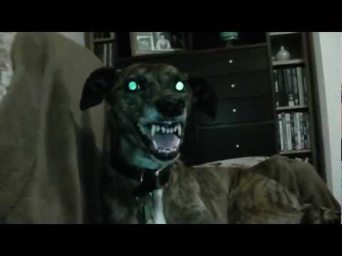 Thriller Cat Part 2 Vs Demon Dog of Hell!!! Epic funny animals