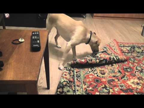 Битва собаки с ковром