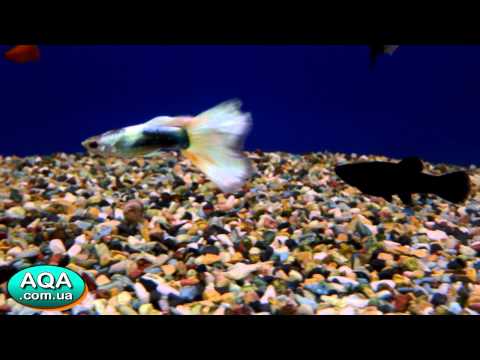 Гуппи - Аквариумные рыбки