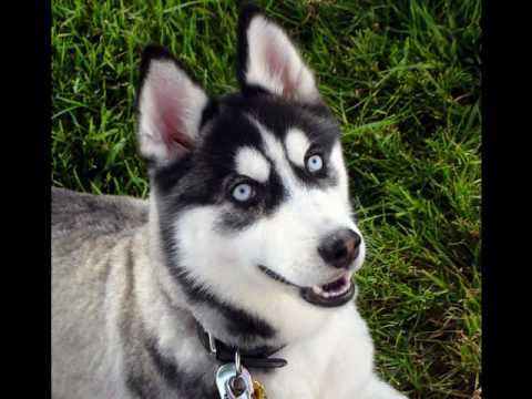 Сибирский хаски / Siberian Husky