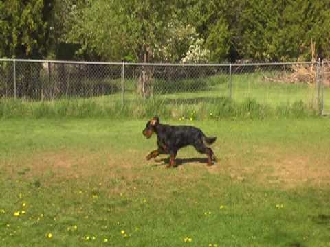 Tamhas .. Gordon Setter ..Yard Exercise