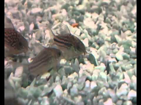 Аквариумные рыбки - Коридорасы