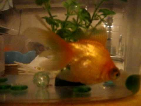 золотая рыбка 2