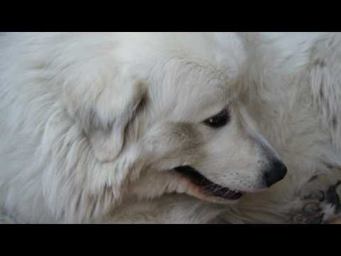 Пиренейская горная собака. Chien de Montagne des Pyrenees