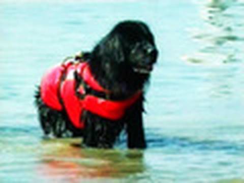 Собаки - Спасатели, Прыжки с вертолета (ньюфаундленды)