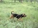 Scent Lok Vs Bloodhound - The Test!