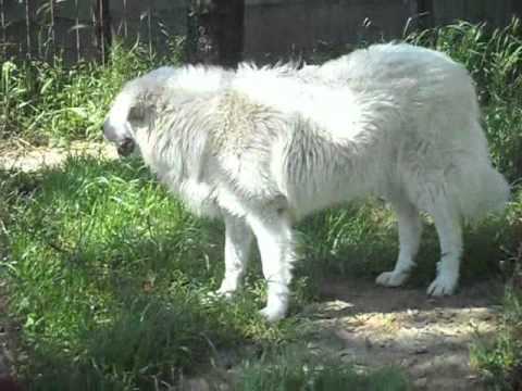 Abruzzese Shepherd dog