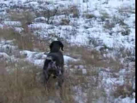 Pointer caza al liebre con el mostrador