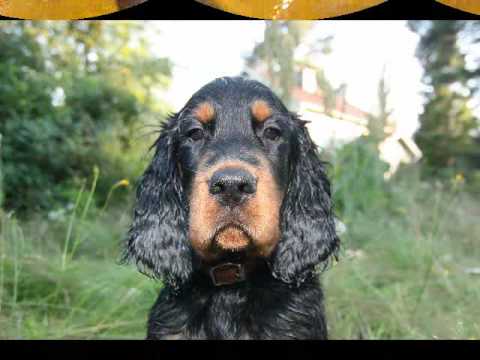 Gordon Setter puppy swimming etc!